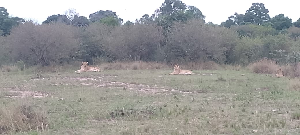 Masai Mara