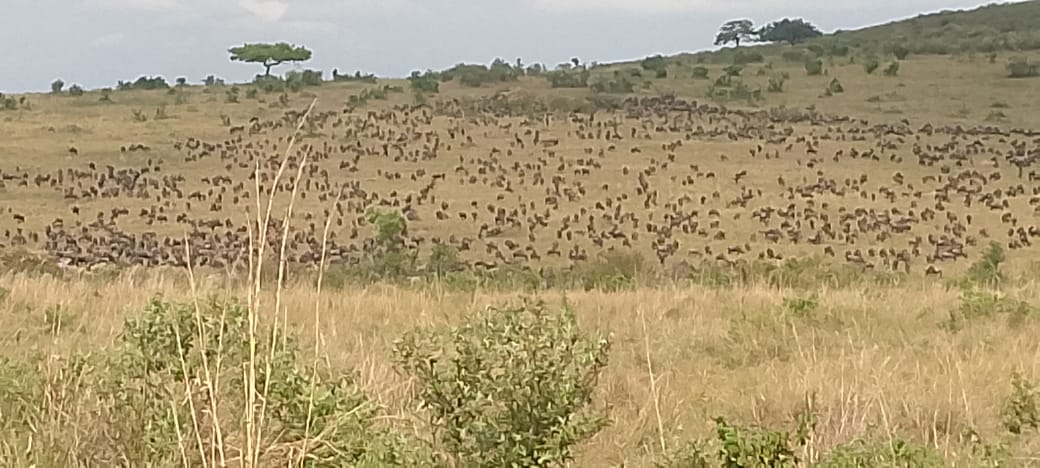 Great Migration in Masai Mara